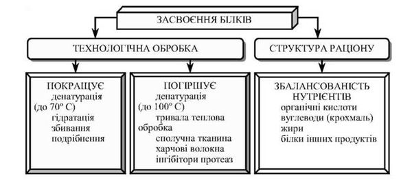 вплив технологічних факторів та структури раціону на засвоєння білків