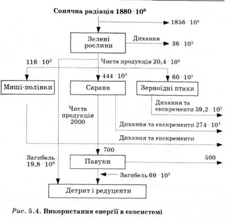 використання енергії в екосистемі