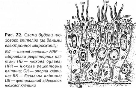 схема будови нюхового епітелію