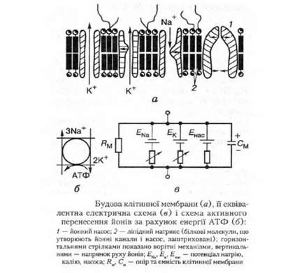 будова клітинної мембрани