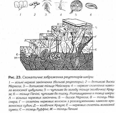 схематичне зображення рецепторів шкіри 