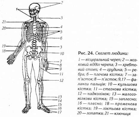 скелет людини 