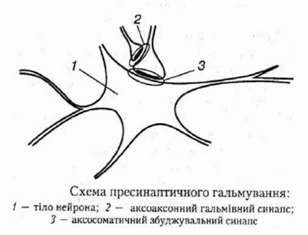 схема пресинаптичного гальмування