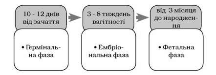 стадії пренатального розвитку дитини