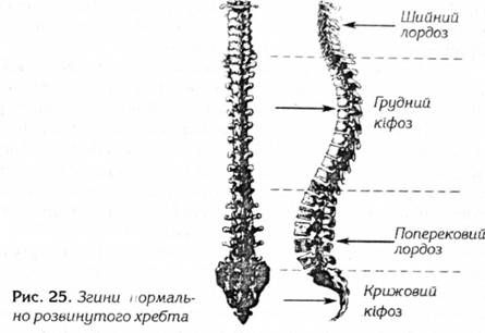 згини нормально розвинутого хребта 