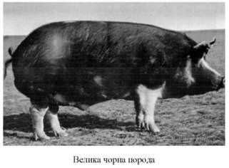 велика чорна порода 