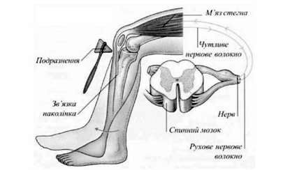 спінальний рефлекс 