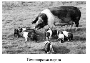 гемпширська порода
