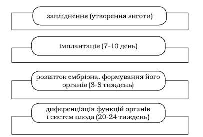 критичні періоди пренатального розвитку дитини