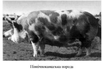 північнокавказька порода