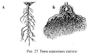 типи кореневих систем