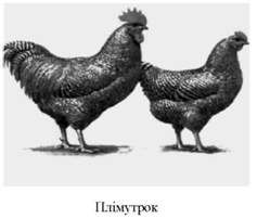 плімутрок