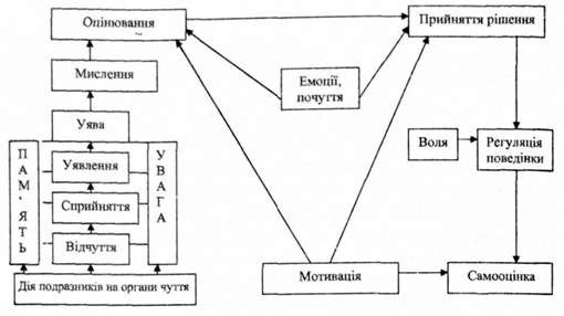 структура інтелекту