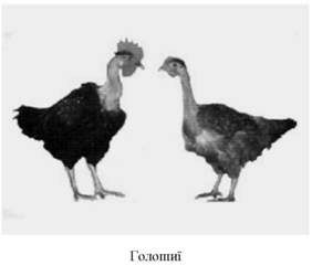 голошиї 