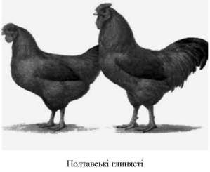 полтавські глинясті кури 