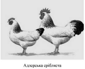 адлерські сріблясті