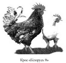 крос білорусь 9