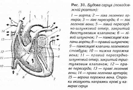 будова серця 