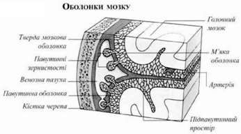 оболонки мозку 