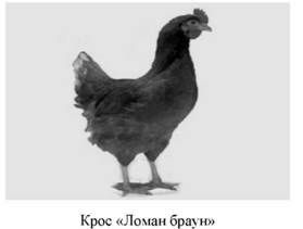 крос ломан браун 