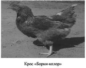 крос 