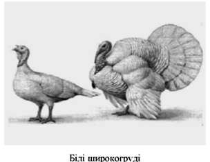 білі широкогруді 