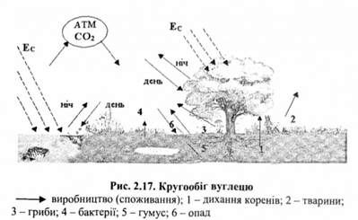 кругообіг вуглецю