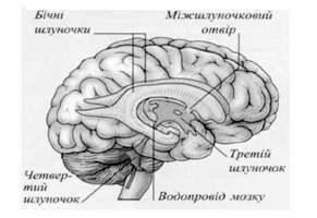 шлуночки мозку 