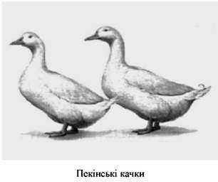 пекінські качки