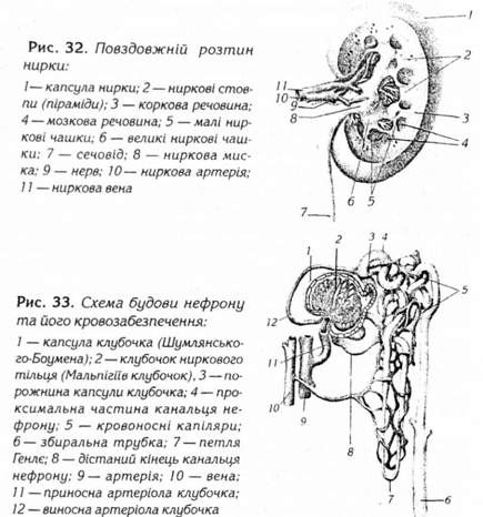 повздожній розтин нирки 