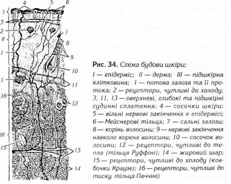 схема будови шкіри 