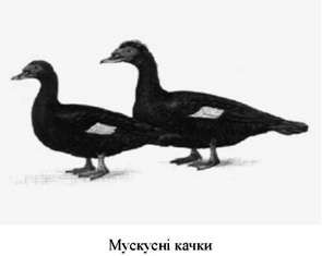 мускусні качки