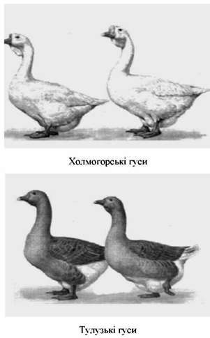 тулузькі гуси