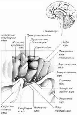 ядра гіпоталамуса 