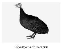 сіро-крапчасті цесарки