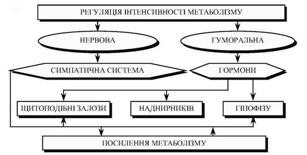 регуляція метаболізму
