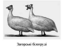 загорські білогруді 