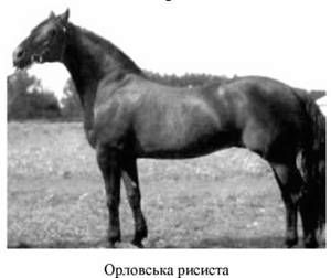 орловська рисиста порода 