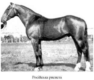 російська рисиста 