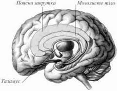 локалізація лімбічної системи 
