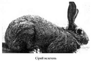 сірий велетень