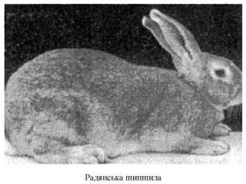 радянська шиншила