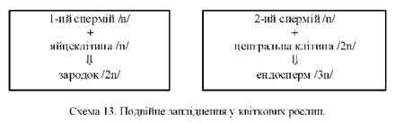 подвійне запліднення у квіткових рослин