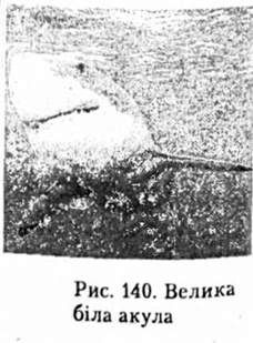 велика біла акула