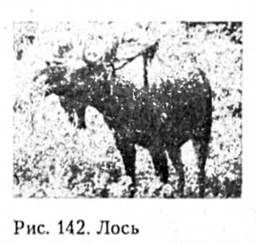 лось