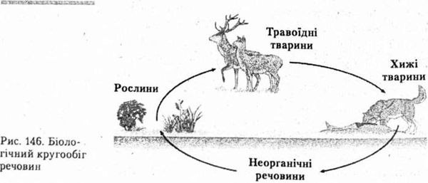 біологічний кругообіг речовин