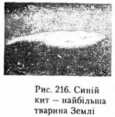 синій кит - найбільша тварина землі
