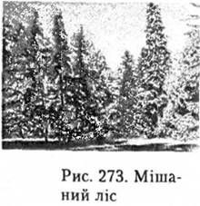 мішаний ліс
