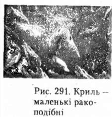 криль - маленькі ракоподібні