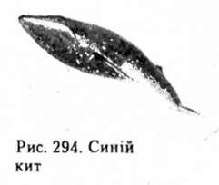 синій кит